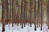 Pine Grove In Snow_11737